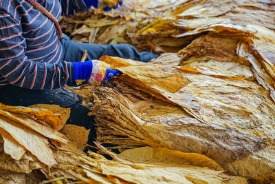 Close-up of hand holding leaves