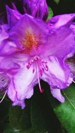 Close-up of pink flowers