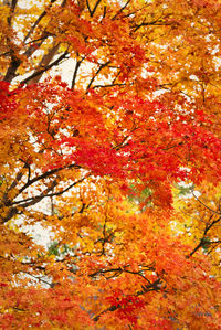 Low angle view of maple tree