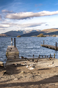 Canada geese on pier by lake