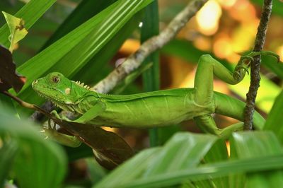 Close-up of lizard on leaf