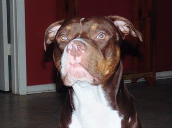 Close-up portrait of a dog