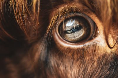 Close-up of horse eye