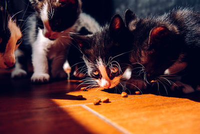 Close-up portrait of a cat