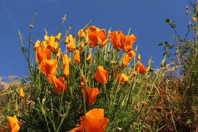 Close-up of orange flowering plants on field against sky