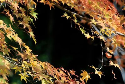 Close-up of leaves on twig