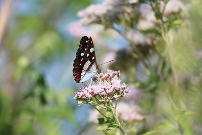 Close-up of butterfly pollinating on flower