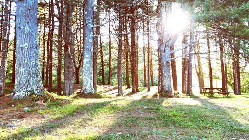 Trees in forest