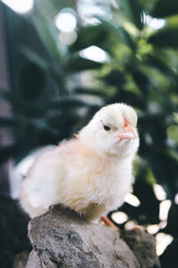 Close-up of a bird