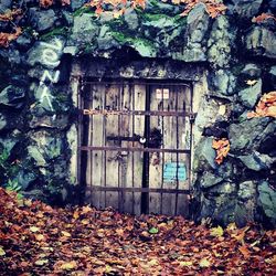 Ivy leaves on wall