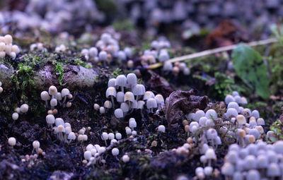 Beautiful gray fairy inkcap mushrooms growing on the old tree trunk in autumn forest.