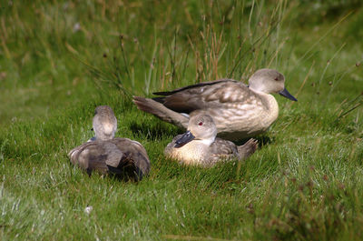 Mallard duck on field