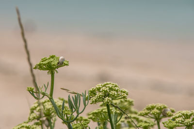 Close-up of flowering plant