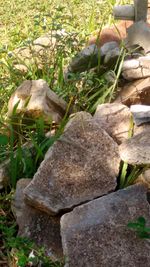 Close-up of plants