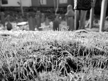 grass
