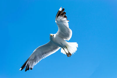 Low angle view of seagull flying against blue sky