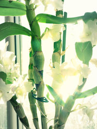 Close-up of white flowers