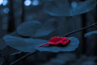 Close-up of red rose on leaves