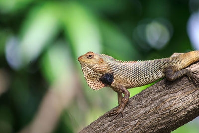 Close-up of bearded dragon on tree