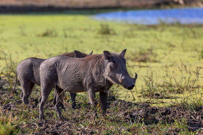 Warthogs on grass