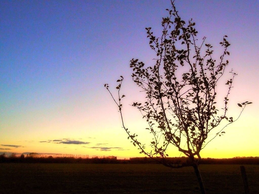 sunset, tranquil scene, silhouette, tranquility, landscape, scenics, field, beauty in nature, clear sky, nature, bare tree, tree, horizon over land, orange color, copy space, sky, idyllic, branch, rural scene, growth