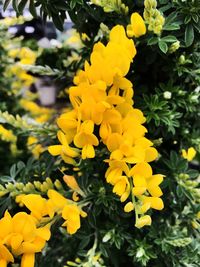 Close-up of yellow flower