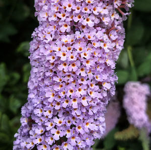 Close-up of purple flowering plant