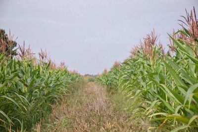 Plants growing on landscape against sky