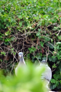 Close-up of bird perching on a plant