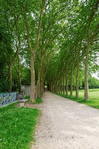Empty pathway along trees in park