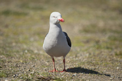 Close-up of seagull perching on land