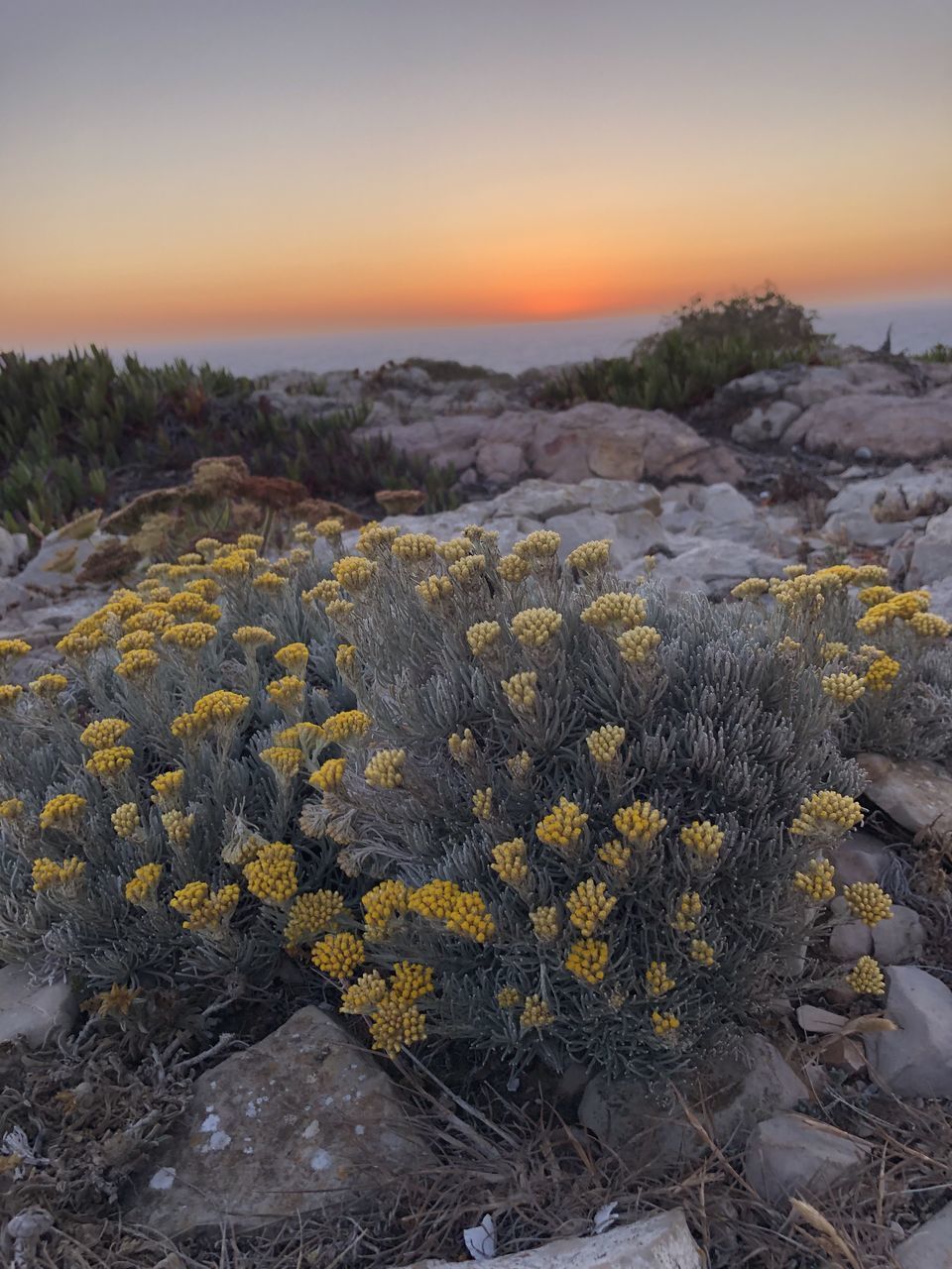 SCENIC VIEW OF YELLOW FLOWERS AGAINST SKY AT SUNSET