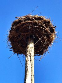 Low angle view of bird nest against blue sky