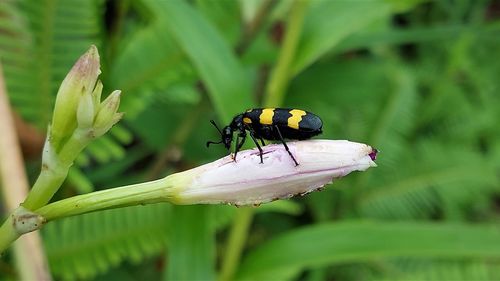 Close-up of insect on flower