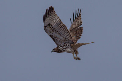 Low angle view of eagle flying against sky