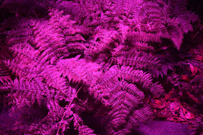 High angle view of pink flowers