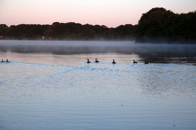 Birds in lake against sky during sunset