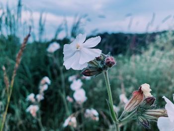 Close-up of white flowering plant on field