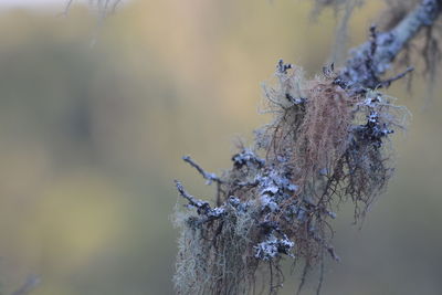 Close-up of frozen plant