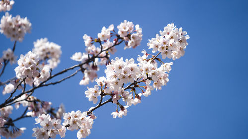 Low angle view of cherry blossoms against clear sky