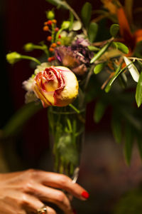 Close-up of hand on red flowering plant