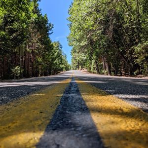 Surface level of road along trees