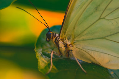 Close-up of butterfly pollinating on leaf