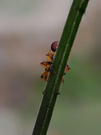 Close-up of insect on plant