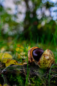 Close-up of snail on land