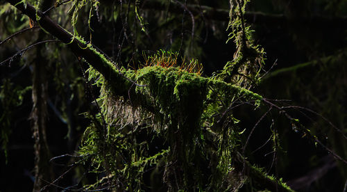 Close-up of moss growing on tree trunk