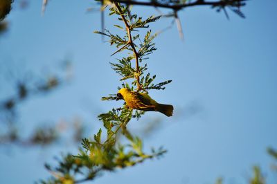 Close-up of masked weaver  on branch