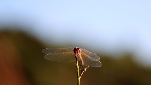 Close-up of insect on plant