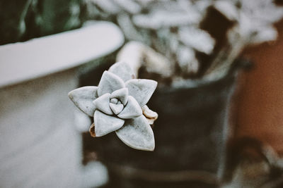 Close-up of angel statue