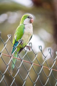 Close-up of bird perching outdoors